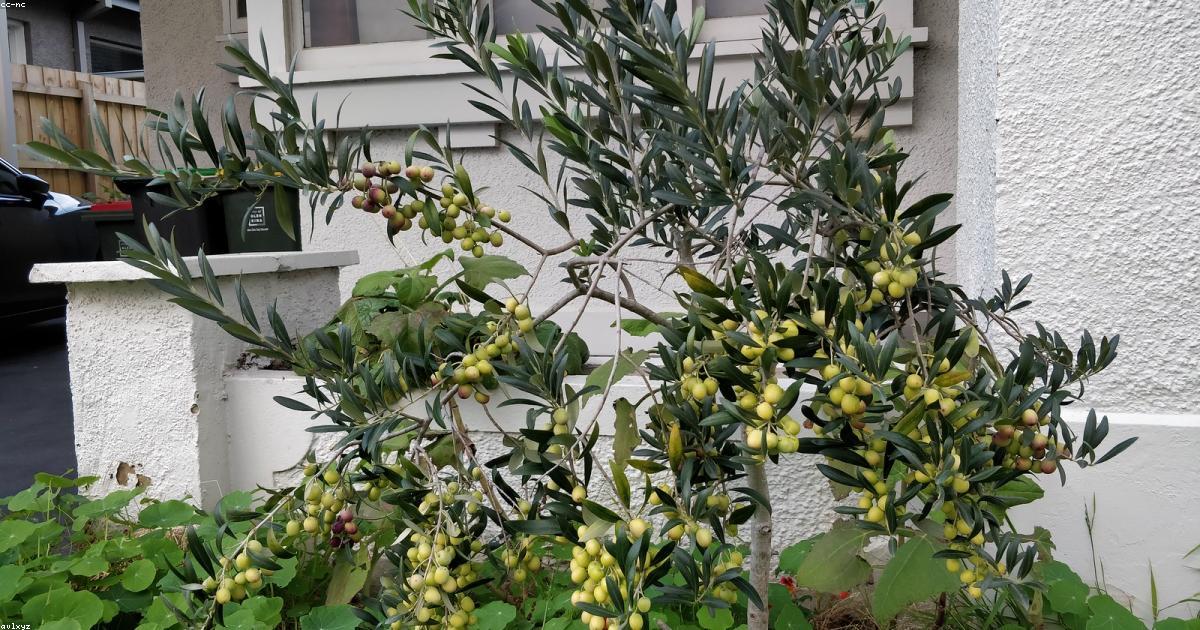 Cómo Empezar un Huerto Urbano en Casa: Paso a Paso