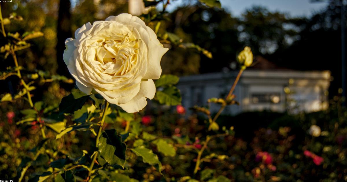 Imagen destacada de Guía Completa para Crear un Estanque Pequeño en tu Jardín