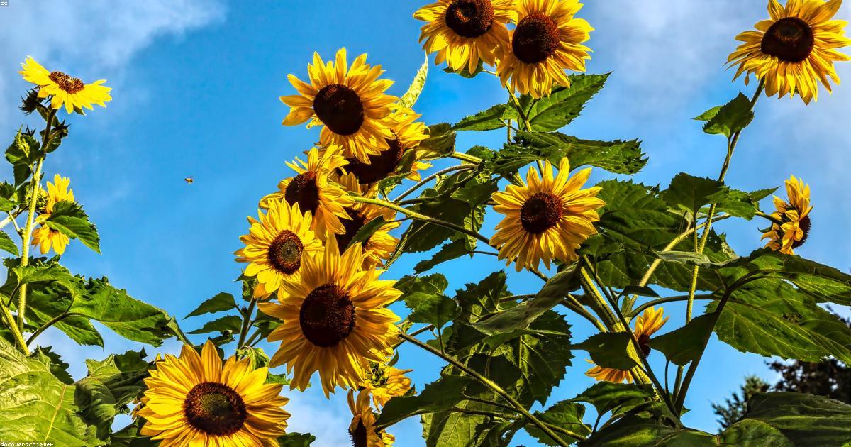 Imagen destacada de Fungicidas vs. Insecticidas: Cuándo y Cómo Usarlos